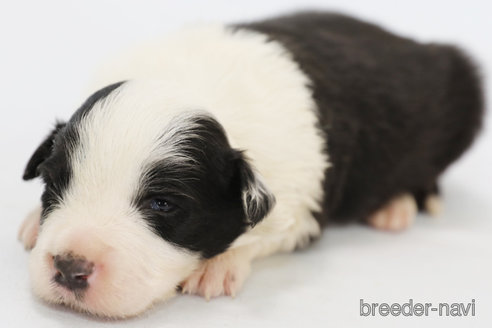 成約済の神奈川県のボーダーコリー-292342の12枚目